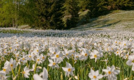 Po Jesenicah se lahko sprehodite tudi virtualno!