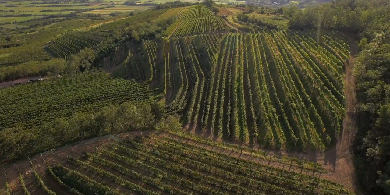 Vipavski griči v septembru še vedno obdani s soncem
