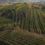 Vipavski griči v septembru še vedno obdani s soncem