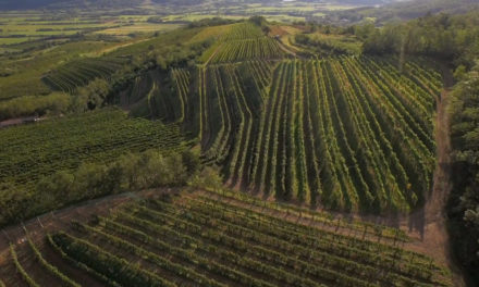 Vipavski griči v septembru še vedno obdani s soncem