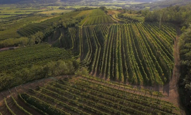 Vipavski griči v septembru še vedno obdani s soncem