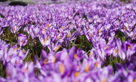 Najlepši spomladanski izleti za ljubitelje cvetja