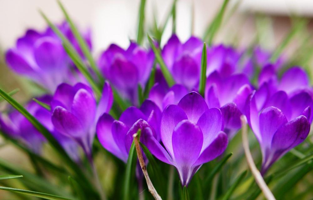 Kako fotografirati pomladno naravo