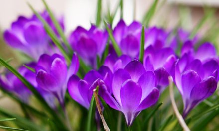 Kako fotografirati pomladno naravo