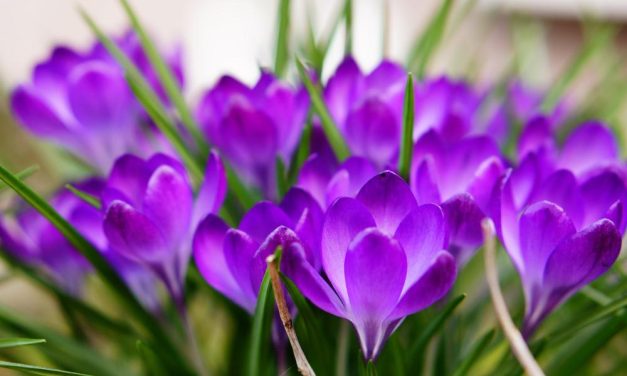 Kako fotografirati pomladno naravo